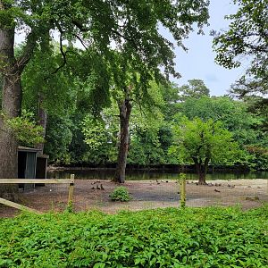 Salisbury - Alpaca yard empty, filled with wild waterfowl