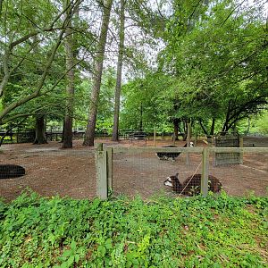 Salisbury - Alpacas now by (empty?) sandhill crane yard