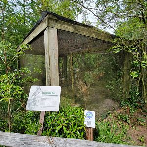 Salisbury - Burrowing owls