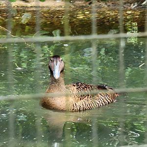 Salisbury - Common eider