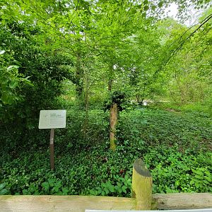 Salisbury - Sandhill crane yard needs a bit of help, I think