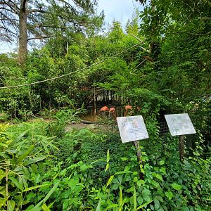 Salisbury - Caribbean flamingos