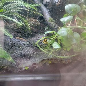 Salisbury - Yellow-banded poison dart frog
