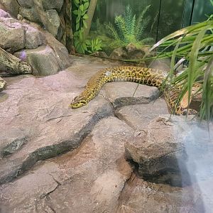 Salisbury - Yellow anaconda