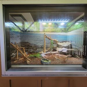 Salisbury - Mexican spiny-tailed iguana