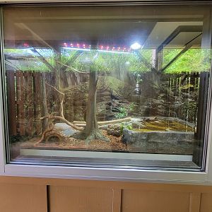 Salisbury - Corn snake, spotted tortoise