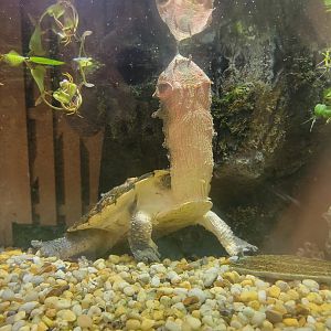 Salisbury - Mata mata