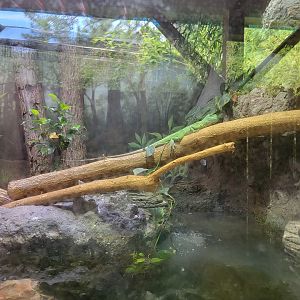 Salisbury - Plumed basilisk