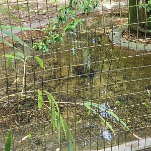 Salisbury - Slider in (empty?) American alligator pond