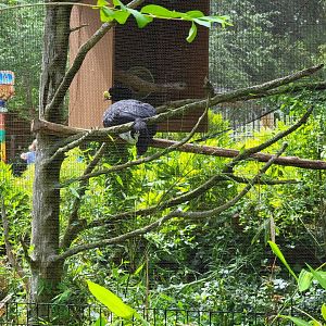 Salisbury - Great curassow