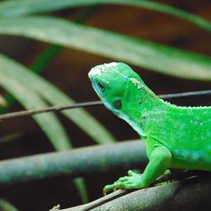 Fiji Banded Iguana