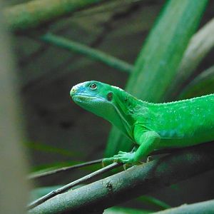 Fiji Banded Iguana