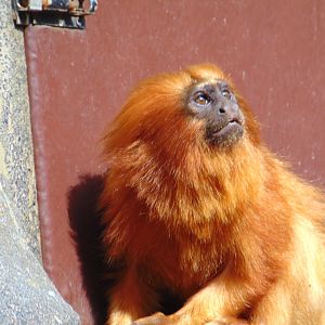 Golden Lion Tamarin