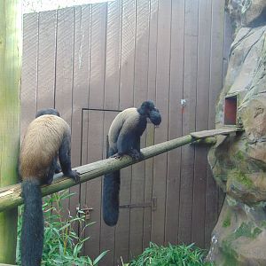 Guianan Bearded Saki