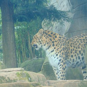 Amur Leopard
