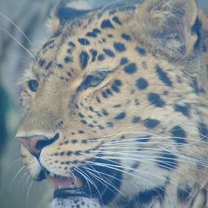 Amur Leopard