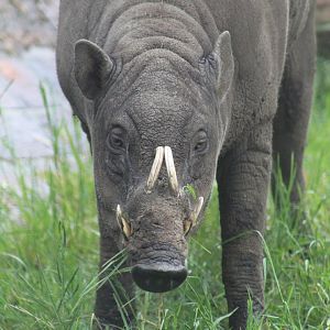 Sulawesi Babirusa- 18th May 2022
