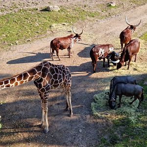 Blue Wildebeest, Reticulated Giraffes, Ankole Cattle, Safari Ride