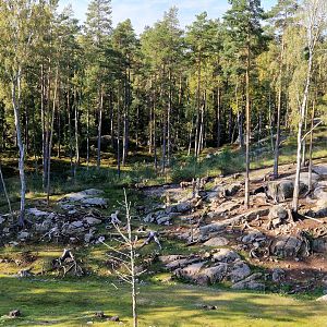Alpine Ibex/  Vicuna, Safari Ride