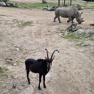 Black sable/ White Rhino