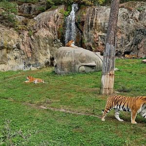 Siberian Tigers