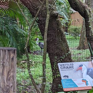 Expedition Africa line - wattled crane