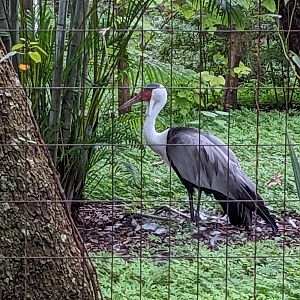 Expedition Africa line - wattled crane