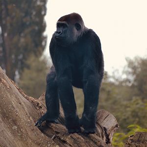 Western Lowland Gorilla - Sept 2022
