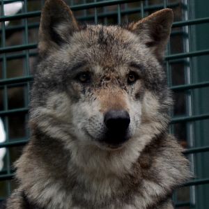 Grey Wolf - Sept 2022