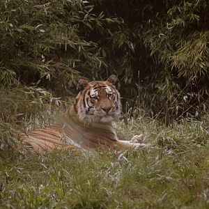 Siberian Tiger - Sept 2022
