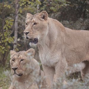 Asiatic Lion - Sept 2022