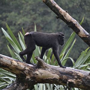 Sulawesi Crested Macaque - Sept 2022