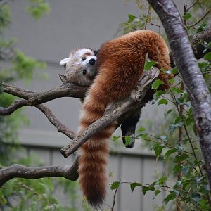 Red Panda - Sept 2022
