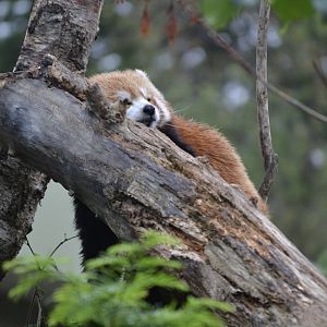 Red Panda - Sept 2022