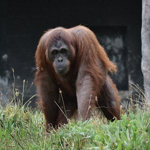 Bornean Orangutan - Sept 2022