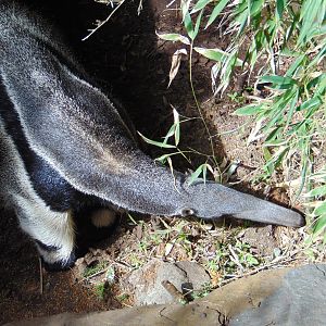 Giant Anteater