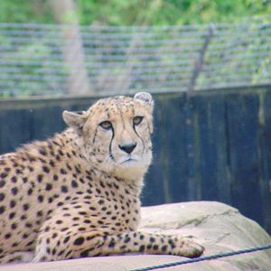 South African Cheetah