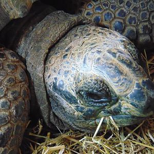 Aldabra Giant Tortoise