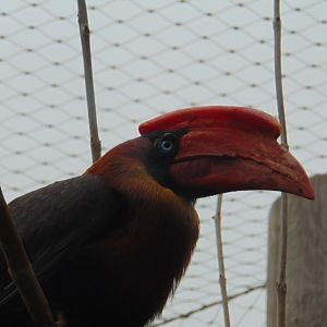 Northern Rufous Hornbill