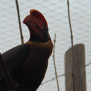 Northern Rufous Hornbill