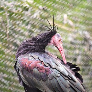 Wild Asia - JungleWorld - Northern Bald Ibis