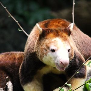 Wild Asia - JungleWorld - Matschie's Tree-Kangaroo