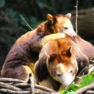 Wild Asia - JungleWorld - Matschie's Tree-Kangaroo Mother and Joey