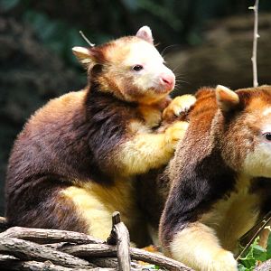 Wild Asia - JungleWorld - Matschie's Tree-Kangaroo Mother and Joey