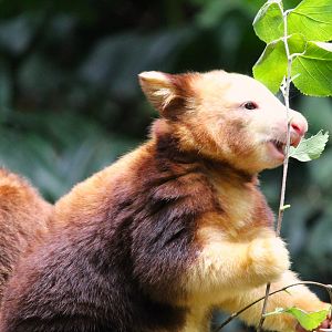 Wild Asia - JungleWorld - Matschie's Tree-Kangaroo Joey