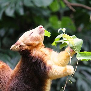 Wild Asia - JungleWorld - Matschie's Tree-Kangaroo Joey