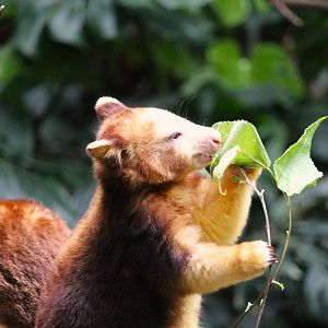 Wild Asia - JungleWorld - Matschie's Tree-Kangaroo Joey