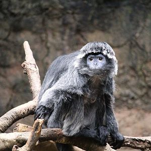 Wild Asia - JungleWorld - Javan Langur