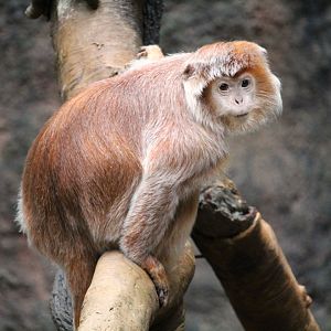 Wild Asia - JungleWorld - Javan Langur