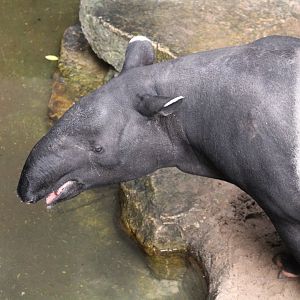 Wild Asia - JungleWorld - Malayan Tapir